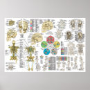 Zoek naar gezondheid posters Chiropractor