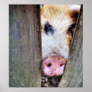 Zoek naar varkens posters Dieren