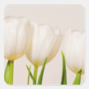 Zoek naar witte tulpen stickers Knol