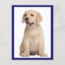 Zoek naar recovery briefkaarten Puppies