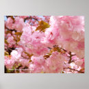 Zoek naar japanse kersenbloesem kunst Bloem