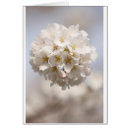 Zoek naar prunus briefkaarten Bloem