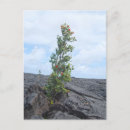 Zoek naar lava vulkaan briefkaarten Hawaii