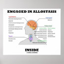 Zoek naar hormonen posters Biologie