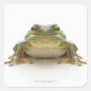 Zoek naar groene kikker stickers Dier