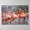 Zoek naar amerikaanse flamingo posters Dier