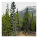 Zoek naar naaldbomen posters Natuur