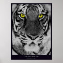 Zoek naar tijger ogen posters Dier