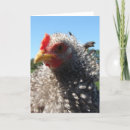 Zoek naar slechte haardag kaarten Dier