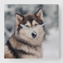 Zoek naar husky klokken Schattige hond