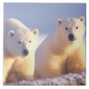 Zoek naar ijsbeer tegels Nanook