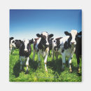 Zoek naar koeien magneten Natuur