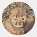 Zoek naar jachtluipaard stickers Welp