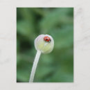 Zoek naar ladybird briefkaarten Natuur