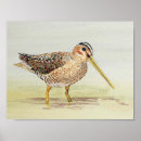 Zoek naar shorebird posters Strand