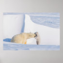 Zoek naar baby ijsbeer posters Arctisch