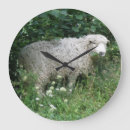 Zoek naar sheep klokken Fotografie
