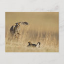 Zoek naar loup Calamus