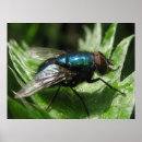 Zoek naar vliegend insect posters Natuur
