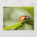 Zoek naar ladybird briefkaarten Natuur