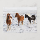 Zoek naar ijslandse paarden briefkaarten Winter