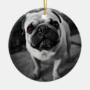 Zoek naar pug ornamenten Doornhaai