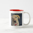 Zoek naar puppy fotografie Labrador recovery