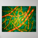 Zoek naar pathologie kunst Abundance