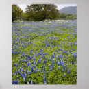 Zoek naar texas bluebonnet kunst Kleurrijk