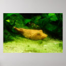 Zoek naar zoutwater vissen posters Aquarium