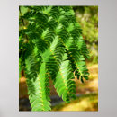 Zoek naar acacia bomen posters Natuur