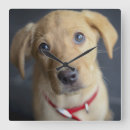 Zoek naar puppy klokken Gouden rekwieg