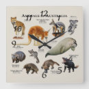 Zoek naar kangaroo klokken Dier