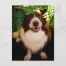 Zoek naar bruine witte hond briefkaarten Voor iedereen