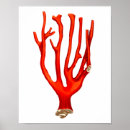 Zoek naar koraal zee posters Underwater