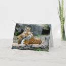 Zoek naar tijgerkaart kaarten Vader