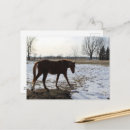 Zoek naar paarden winter briefkaarten Sneeuw
