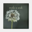 Zoek naar wish magneten Dandelion