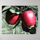Zoek naar appelen posters Vrucht