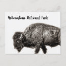 Zoek naar bison briefkaarten Nationaal park yellowstone