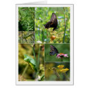 Zoek naar levenscyclus briefkaarten Insect