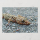 Zoek naar hagedis uitnodigingen Lizards