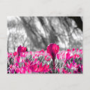 Zoek naar zwart wit roze briefkaarten Plant
