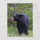 Zoek naar wildlife briefkaarten Bos