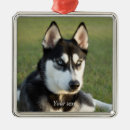 Zoek naar siberian husky ornamenten Dog