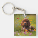Zoek naar cocker spaniel accessoires Krankzinnig