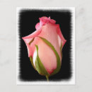 Zoek naar rosebud briefkaarten Natuur