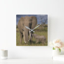 Zoek naar baby olifant klokken Wilde dieren