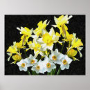 Zoek naar narcissen posters Tuin