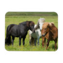 Zoek naar paard magneten Ranch